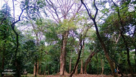 University of the Philippines Arboretum .